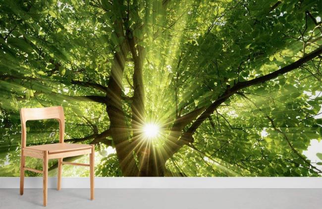 Forest | Sunlight Forest Canopy Green Mural Wallpaper 1ft² Green Forest Forest